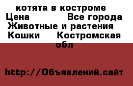 котята в костроме › Цена ­ 2 000 - Все города Животные и растения » Кошки   . Костромская обл.